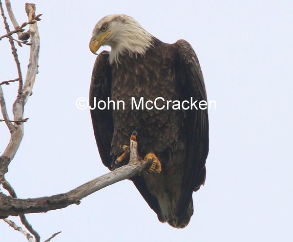 Adult Bald Eagle