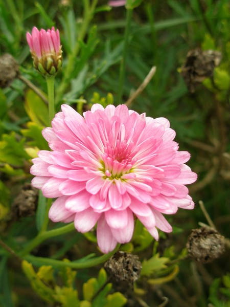 Pretty in Pink