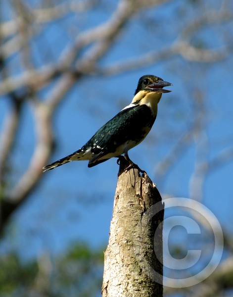 Female Green Kingfisher portrait