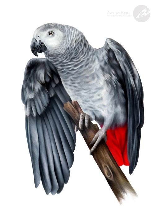 Fifty shades of the African Grey