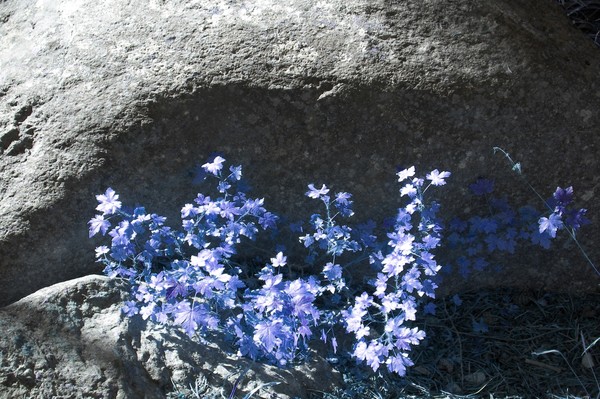 Wyoming still life