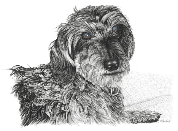Schnell - Wire Haired Dachshund