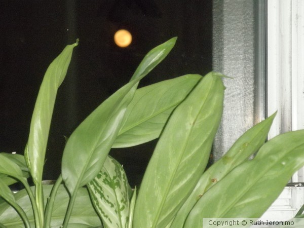 Cheese Moon