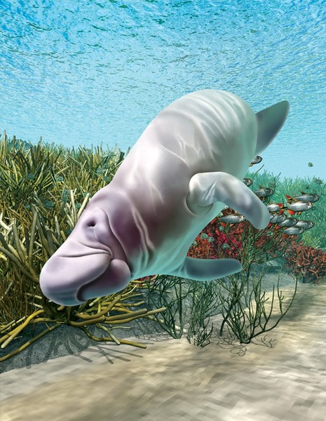 Under The Sea