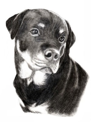 Man's Best Friend