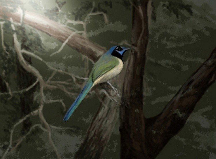 Green Jay