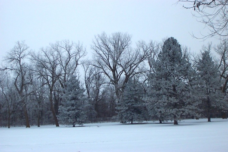 Hoar Frost 9