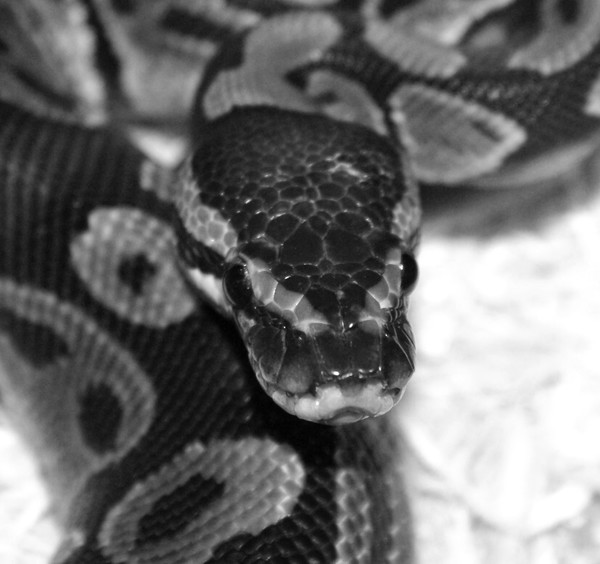 snake