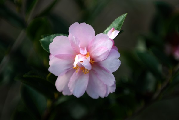 DEB-09_049_