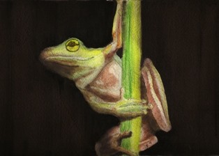 tiny treefrog