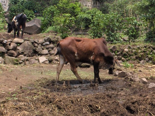 GUATEMALA BULL