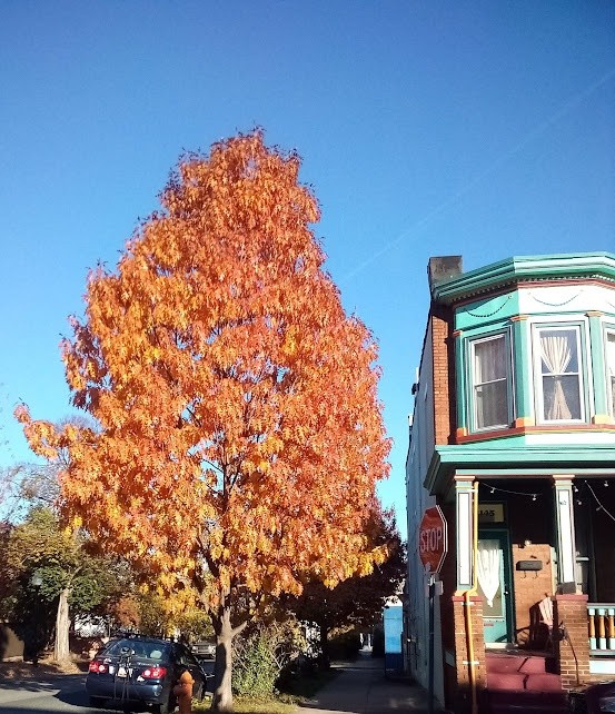 A Tree And Home In Autumn photo