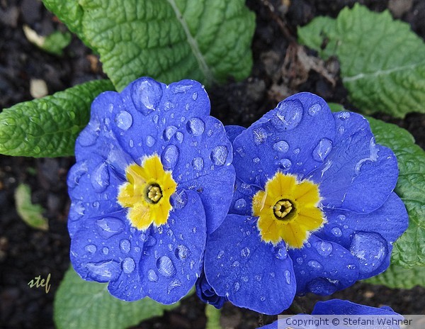 after April shower