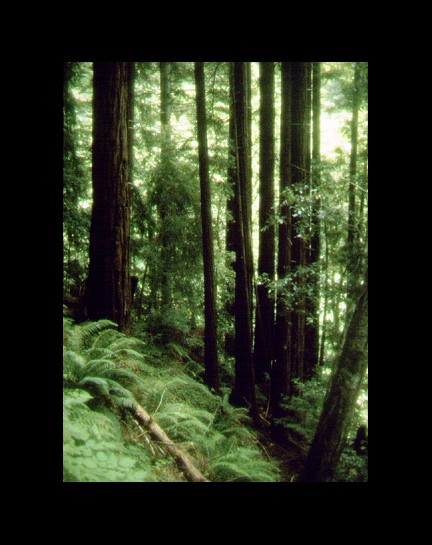 Nissan Marks Forest