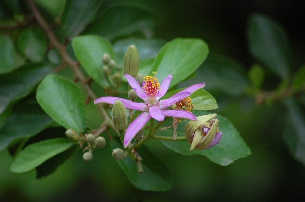 Purple Flower