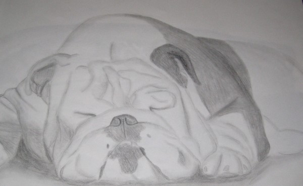 Bulldog Nap