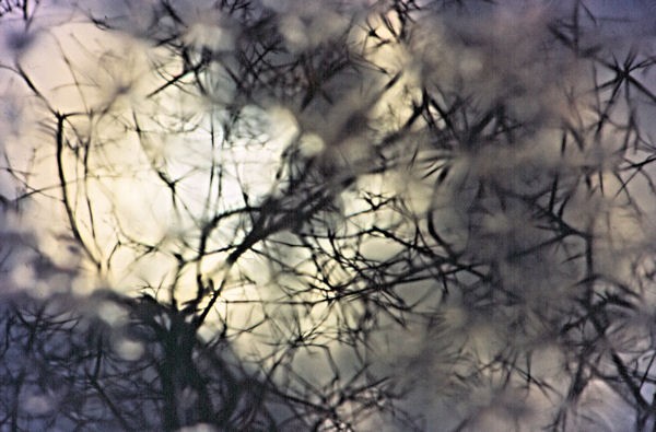 Through the Trees
