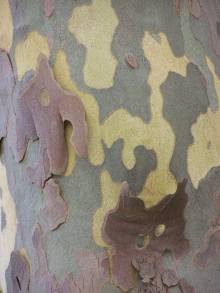 Beauty of the Sycamore tree