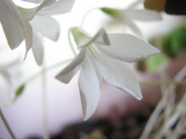 Shamrock Flowers
