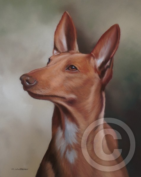 PHAROAH HOUND