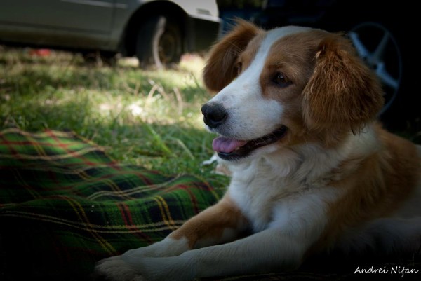 Dog2