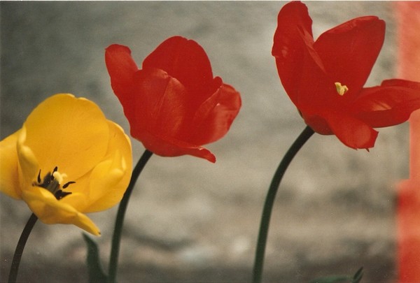 April Flowers