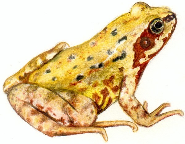 A frog