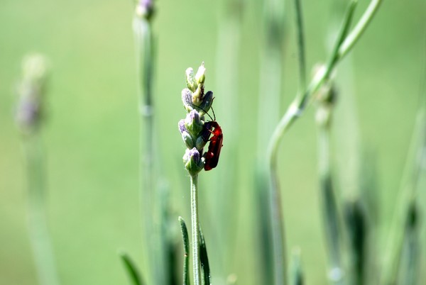 Nikon_05302009_3416
