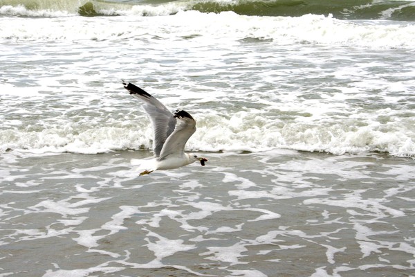 Over the Bounding Main with Lunch in Beak