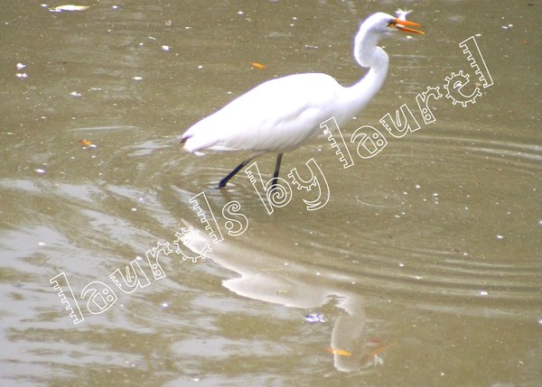 The Great White Egret and the Fish