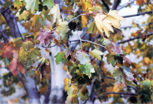Multicolor Leaves