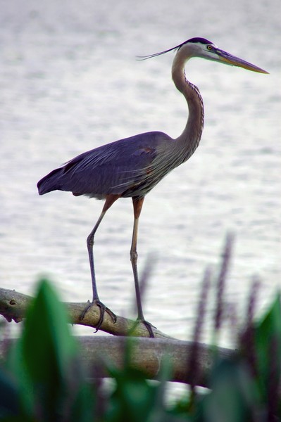 Blue Heron