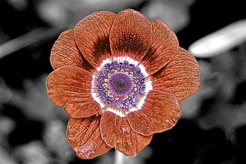 BWcolor