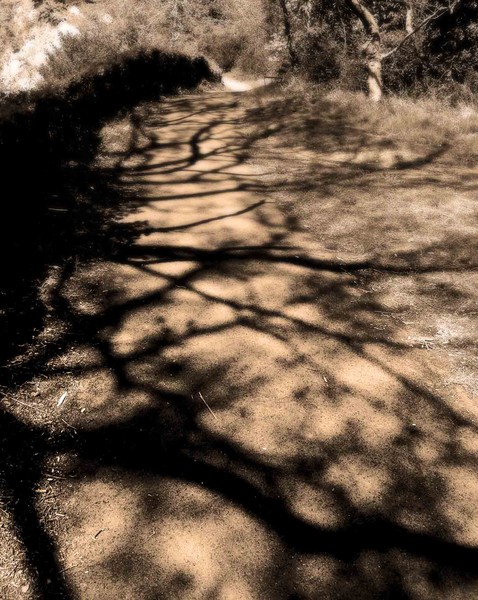 long_shadows