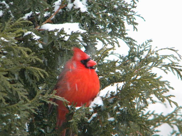 Red Cardinal