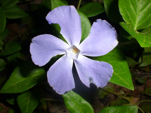 flowers by the wood pile