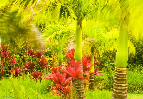 Maui winds 1
