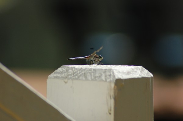 Dragon Fly