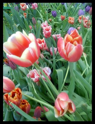Tip Toe Through The Tulips