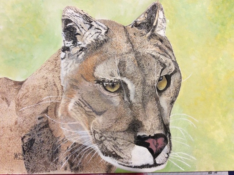An American Puma