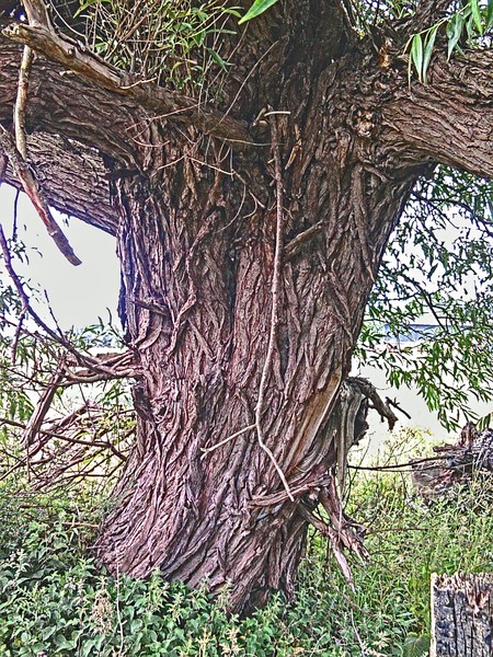 tree