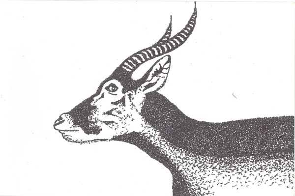 gazell