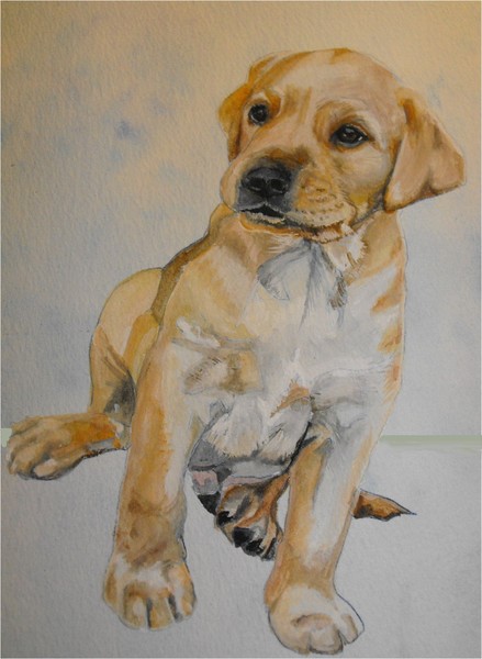 Lab Puppy - Bailey