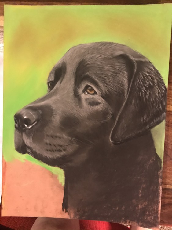 Love dogs