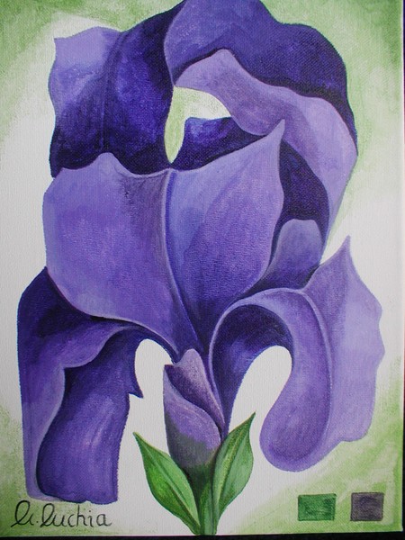 Iris
