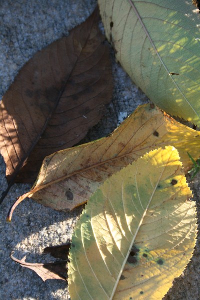 Autumn Leaves