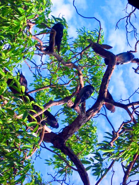 Bird's Tree