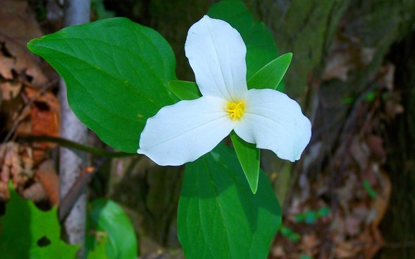 Trillium