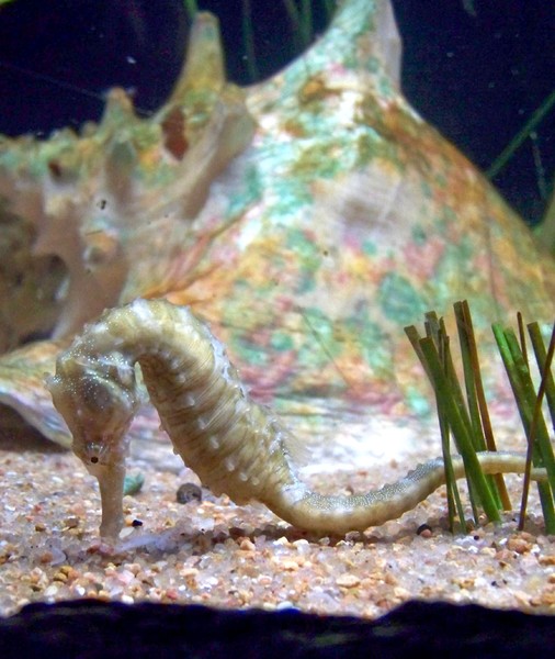 Seahorse
