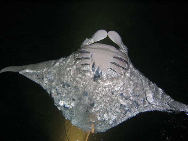 Manta ray